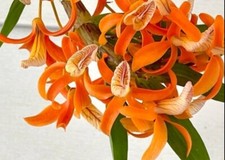 Dendrobium unicum. Blooming size, Dendrobium orchid species. Unique Rare Species