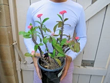 Euphorbia Milii Crown of Thorns Flower Cactus