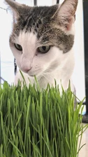 Easy to Grow Wheatgrass Cat Grass Seeds  - 11200 Seeds