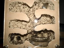 Pheidole Bicarinata Ant Colony (Queen with 10+ workers) Message For Details!