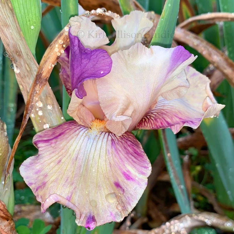Border Bearded Iris Rhizome "RASPBERRY SILK"  Donald Spoon  2000
