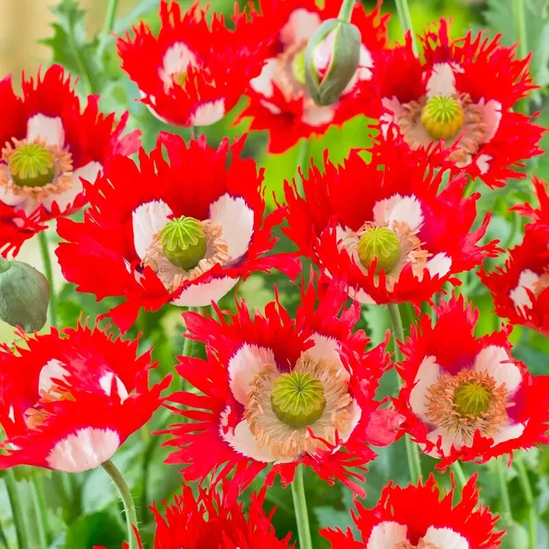 COSMOS 🌹 PAVOT 'DANISH FLAG' 50 Graines | Fleurs Frangées Rouges & Spectacle