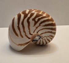 Nautilus Tiger Stripe Seashell Pompilius 5" Stunning