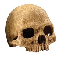 Exo Terra Primate Skull Terrarium D , New, Free Shipping on sale Exo Terra Primate Skull Terrarium D , New, Free Shipping on sale