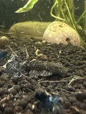 Pack Of 3X Baby Bristoe Nose Plecos
