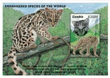 Zambia 1997 - Endangered Margay Cat - Souvenir Stamp Sheet - Scott #665 - MNH