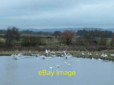 Photo 6x4 Whooper pond, Caerlaverock Wetland Centre Eastpark The northern c2020