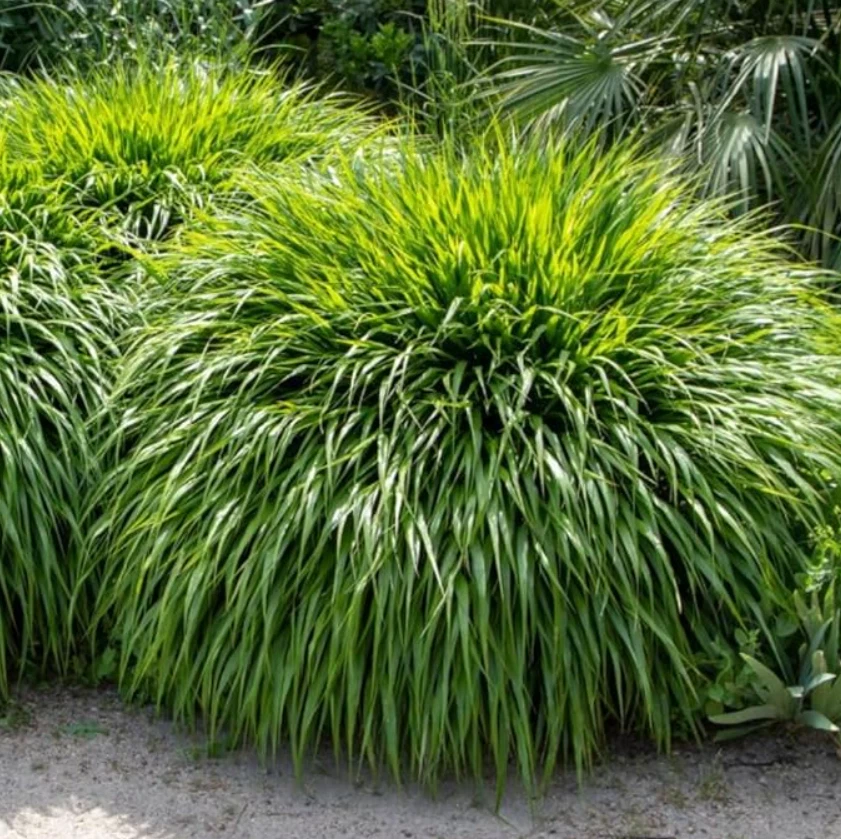 Live Japanese Forest Grass Plant – 4" Pot – Graceful Shade-Loving Ornamental - Image 2 of 4