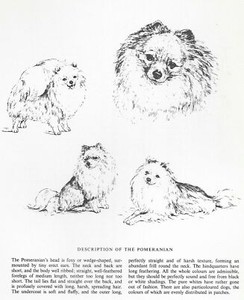 Pomeranian Sketch - CUSTOM MATTED - 1963 Vintage Dog Art Print 