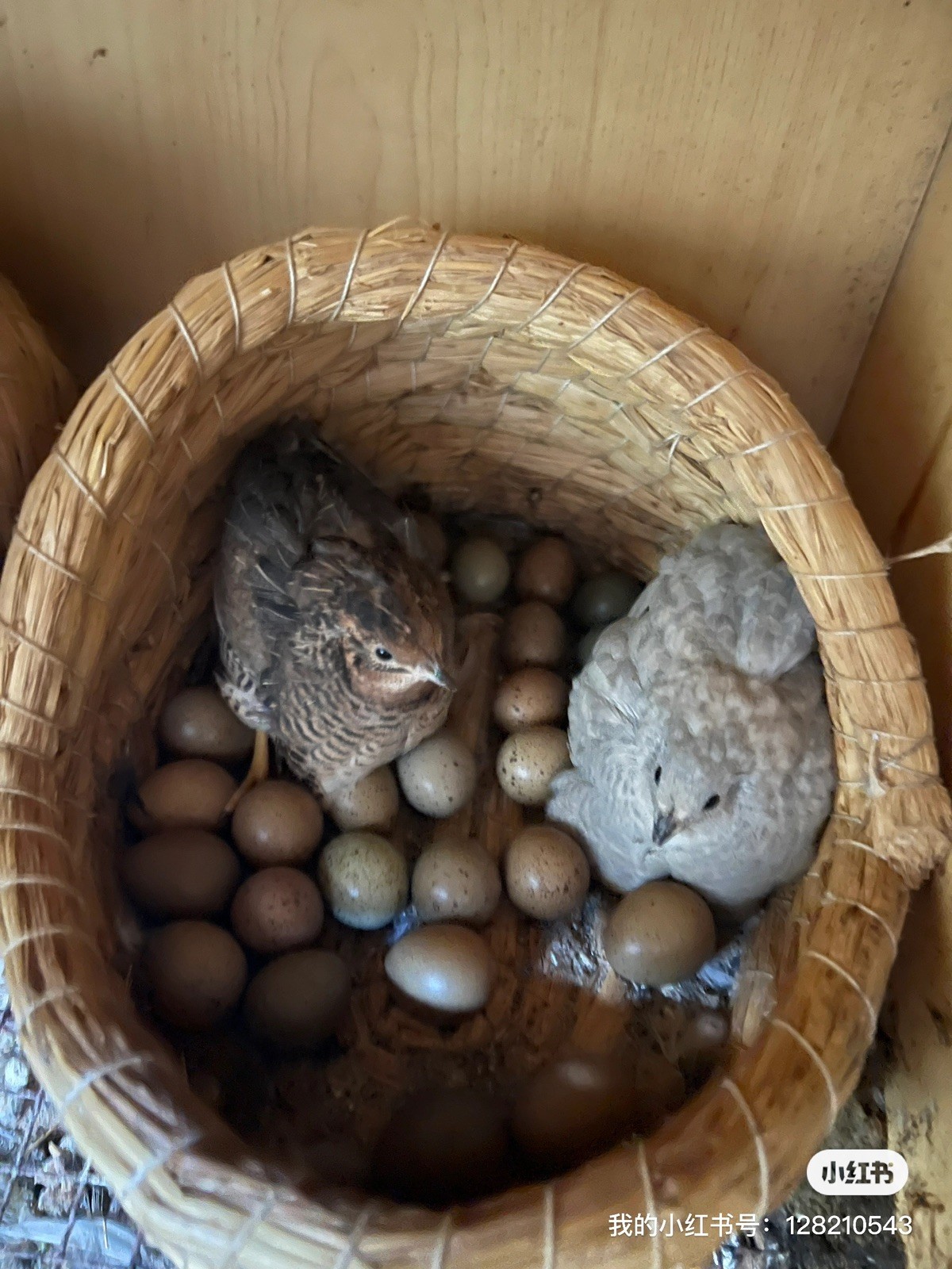 button quail hatching eggs