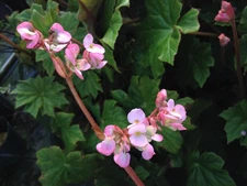 BEGONIA HERCULES heracleifolia Shade Garden Live Plant Huge Leaf Pink Flower