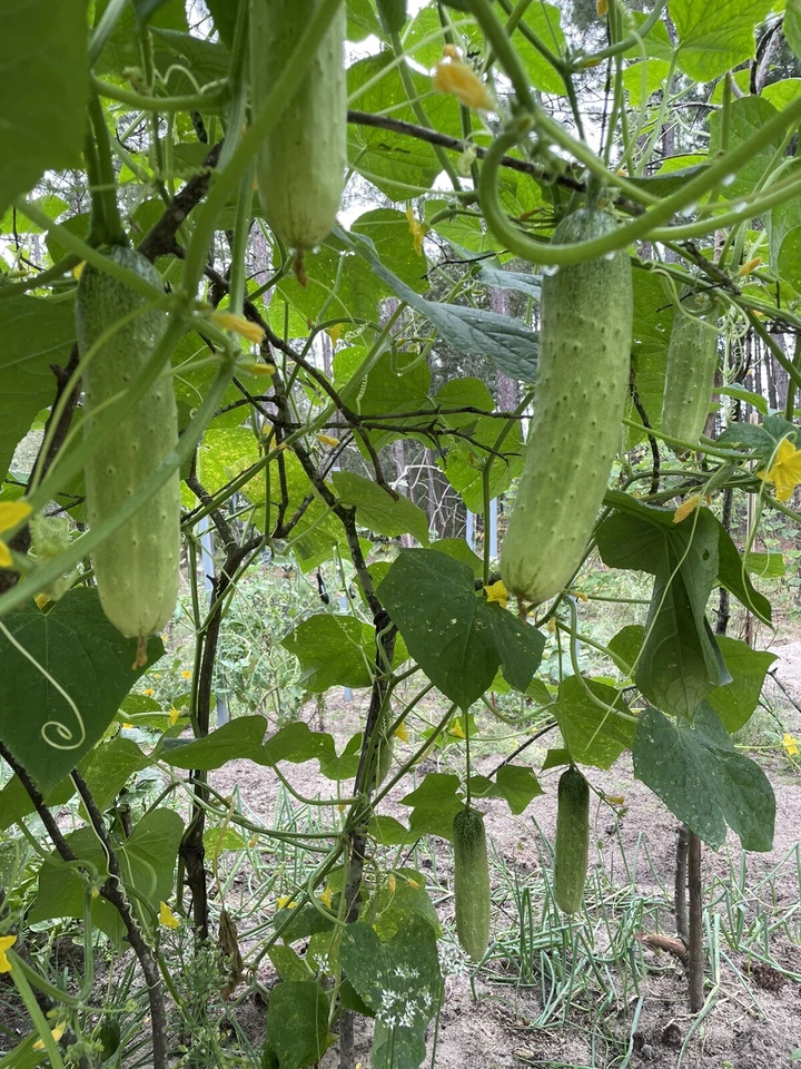 20 organic Asian White /Green Sweet Crisp Cucumber seeds (2025 summer) 新鲜水果黄瓜种子 - Image 3 of 4