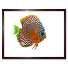 Tropical Discus Fish Orange Affiche Cartel Imprimir 12X16 Inch Framed Art Print