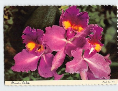 Postcard Hawaiian Orchids Hawaii USA