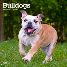 Bulldogs | 2026 12x24" (Hanging) Square Wall Calendar | Plastic-Free
