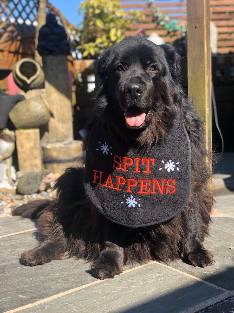 BIG DOG NEWFOUNDLAND ST BERNARD BERNESE OLD ENGLISH MASTIFFS