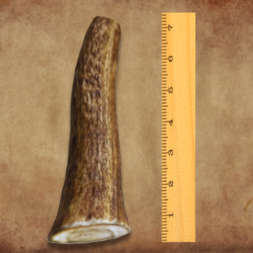 Large | Whole Elk Antler Dog Chew - Naturally Shed Elk Antler for Dogs -USA Made - Picture 2 of 13