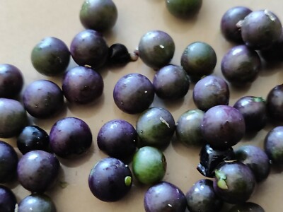 500 Solanum Nigrum Black Nightshade Seeds Hierba mora Mora Macuy ...