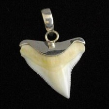 Bull Shark Tooth 925 souvenir men's gift s17