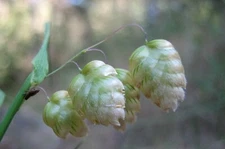 Quaking Grass {Brixa Maxima} Ornamental Cutting |200+ seeds Free Shipping!