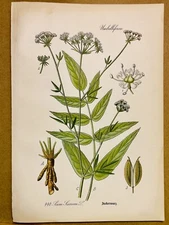 1886 ANTIQUE PICTURES LITHOGRAPH ART PRINT BOTANY FLOWER FLORA NATURE DECO PO...