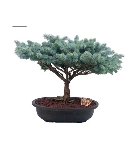 White Spruce Bonsai Seed - 20+ Seeds - Highly Prized White Spruce Bonsai  Tree Se | eBay