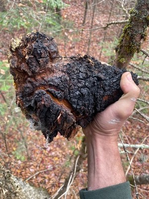 2 lb of Central Maine Organic Wild Chaga