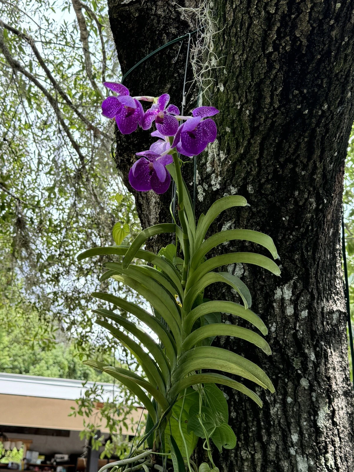 vanda orchids plants