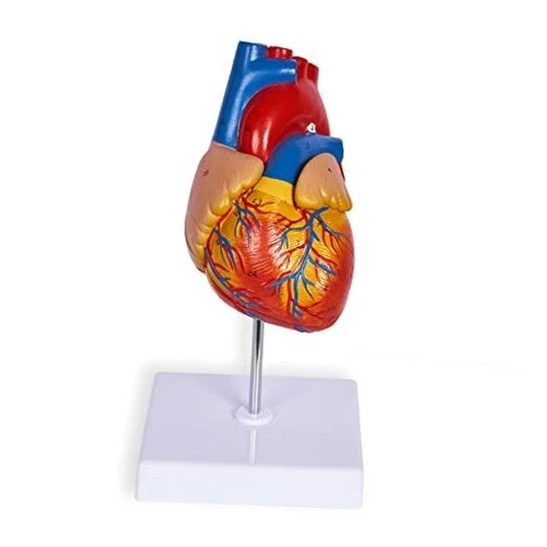  Life Size Human Heart Model, Anatomically Accurate 2-PartMedical Model with 