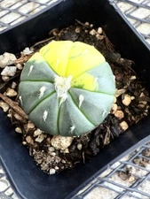 Astrophytum Asterias Variegated Half Moon Beautiful Little Gem
