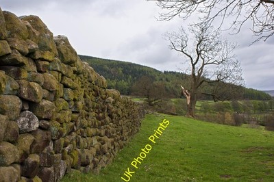 Photo A3 A wind shattered tree Howgill/SE0659 All the heavier wood had  c2010