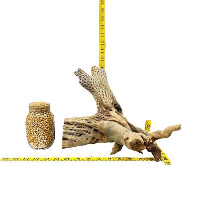 13 1/4  Teddy Bear Cholla Wood Root Piece - Choya - Aquarium, Terrarium Natural 
