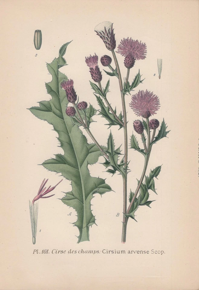 Acker-Kratzdistel (Cirsium arvense) Chromo-Lithographie v. 1891 creeping thistle - Bild 1 von 1