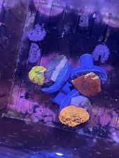 3 Mushroom Coral Pack Jawbreaker Mushroom Eclectus Mushroom LPS Soft Coral Frag