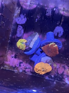 3 Mushroom Coral Pack Jawbreaker Mushroom Eclectus Mushroom LPS Soft Coral Frag