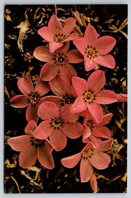 Vtg Postcard Siberian Phlox Flowers Ripton River Valley USA