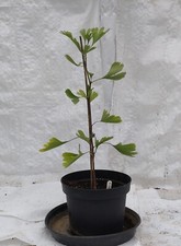Maidenhair Tree, Ginkgo Biloba Plant  60 - 70cm in a 5 Litre Pot with Weed Mat.