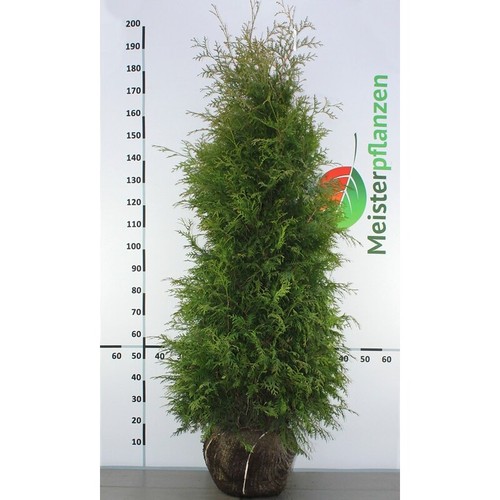 Lebensbaum Brabant 160-180 cm. 10 Heckenpflanzen. Immergrüner Sichtschutz Zaun - Bild 2 von 4