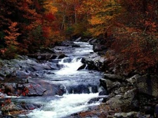 Forest Colors Creek Landscape Scenery Wall Print Poster 20x30