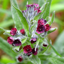 Dog's Tongue - Gypsy Flower - Cynoglossum officinale - 100+ seeds - E 188