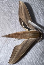 BY Tersa Sphinx Moth - Xylophanes tersa 11 - Broward County FL