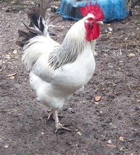6 chicken eggs for hatching lifht Sussex x buff Orpington