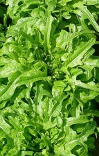 SAŁATA GŁOWIASTA BARBA DEI FRATI - WŁOSKA ODMIANA 25+ NASION L 240