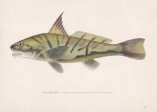 Original Antique Fish Print:  Kingfish by Sherman Foote Denton 1907