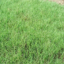 Giant Bermuda Grass Seed Hulled - 50 Lbs. (Coastal Bermuda Alternative)