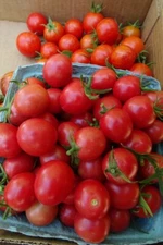 Wheatley's Frost Resistant grape tomato endures cold weather and produces!