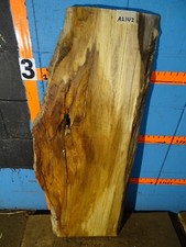 A2142  1 5/16" THICK black line spalted maple burl live edge kiln dried
