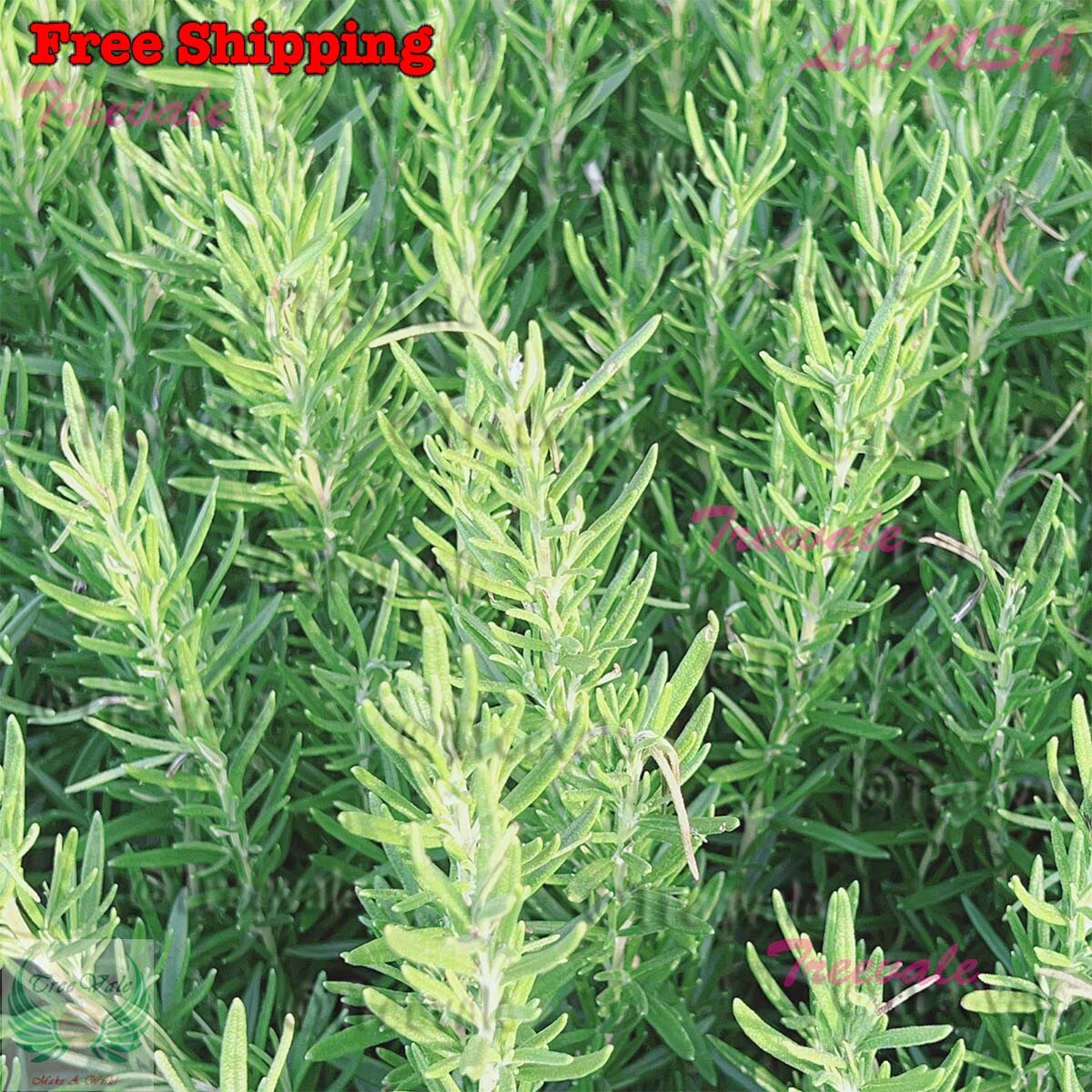 Rosemary Cuttings Live Plants Sprigs, 5-10