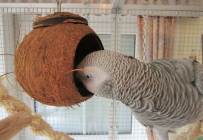 Papageien Spielzeug Candy Cave Sittich Spielzeug Hamster Futter Vogel Nest Höhle