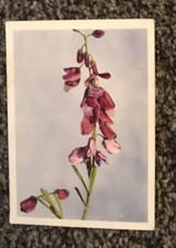 Tobacco Card, UTC, OUR SOUTH AFRICAN FLORA, 1940, Bloukappie, #54